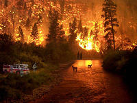 Forest-Fire-21